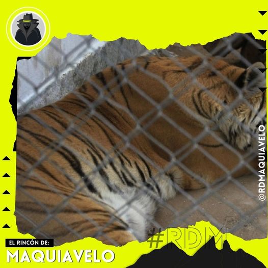 RESCATAN A TIGRES DE BENGALA QUE SUFRÍAN MALTRATO