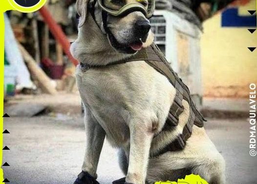 RINDEN HOMENAJE A PERRITA FRIDA CON ESCULTURA