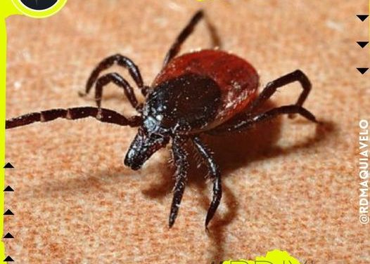 EXHORTAN DESDE EL CONGRESO A TOMAR MEDIDAS EN ÁREAS DONDE PUDIERA SURGIR BROTE DE GARRAPATAS