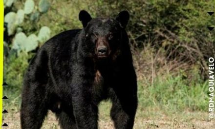 EXIGEN AMBIENTALISTAS MEJORES PROCESOS PARA LA CAPTURA DE OSOS