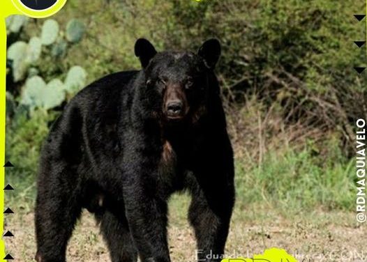 EXIGEN AMBIENTALISTAS MEJORES PROCESOS PARA LA CAPTURA DE OSOS