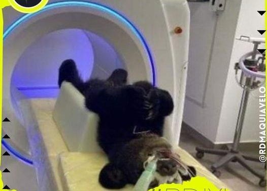 SOLICITAN A LA FISCALÍA DE NUEVO LEÓN INVESTIGAR A AQUELLOS QUE MALTRATAN A LOS ANIMALES EN SANTIAGO