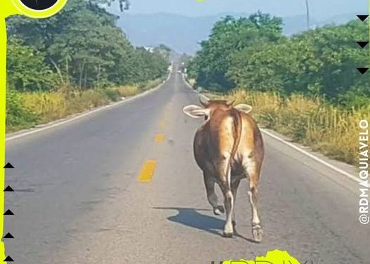 REPORTAN AVISTAMIENTO DE GANADO SUELTO EN PESQUERÍA