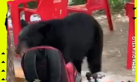 CAPTAN EN VIDEO A OSO QUE SE ROBÓ LA MOCHILA DE UN ESTUDIANTE DE LA FACULTAD DE COMUNICACIÓN