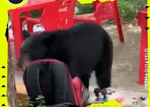 CAPTAN EN VIDEO A OSO QUE SE ROBÓ LA MOCHILA DE UN ESTUDIANTE DE LA FACULTAD DE COMUNICACIÓN