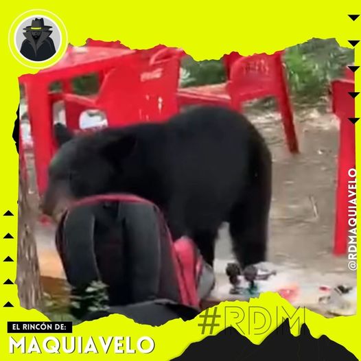 CAPTAN EN VIDEO A OSO QUE SE ROBÓ LA MOCHILA DE UN ESTUDIANTE DE LA FACULTAD DE COMUNICACIÓN