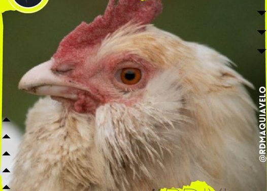 SE DETECTAN PRIMEROS CASOS DE GRIPE AVIAR