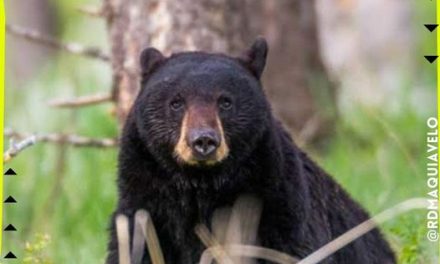 TIERRA DE OSOS ES EN LO QUE SE HA CONVERTIDO NUEVO LEÓN CON TANTO AVISTAMIENTO DE ESTA ESPECIE