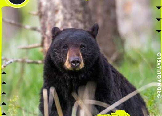 TIERRA DE OSOS ES EN LO QUE SE HA CONVERTIDO NUEVO LEÓN CON TANTO AVISTAMIENTO DE ESTA ESPECIE