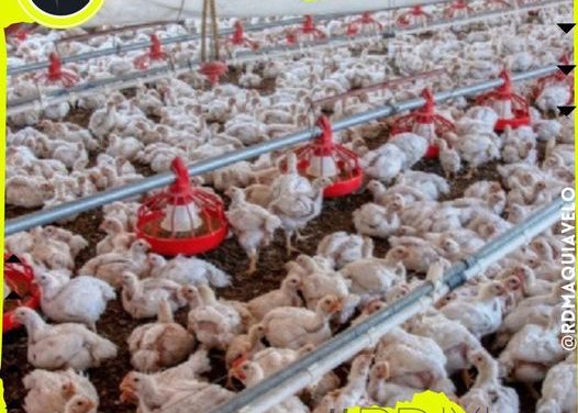 SE LOCALIZAN 296 MIL AVES INFECTADAS DE GRIPE AVIAR AL NORTE DEL PAÍS