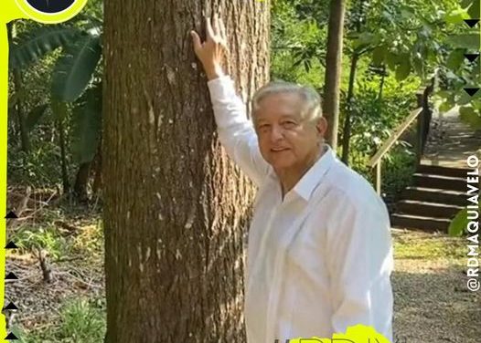 FESTEJA AMLO SU CUMPLEAÑOS 69 Y PRESUME CEDRO FUERTE