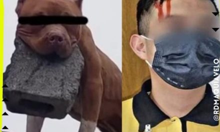 PITBULL DESCALABRA A COBRADOR DE COPPEL