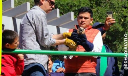 LIBERAN EN NUEVO LEÓN EJEMPLARES DE AGUILILLAS Y GAVILÁN DESPUÉS DE REHABILITARLOS