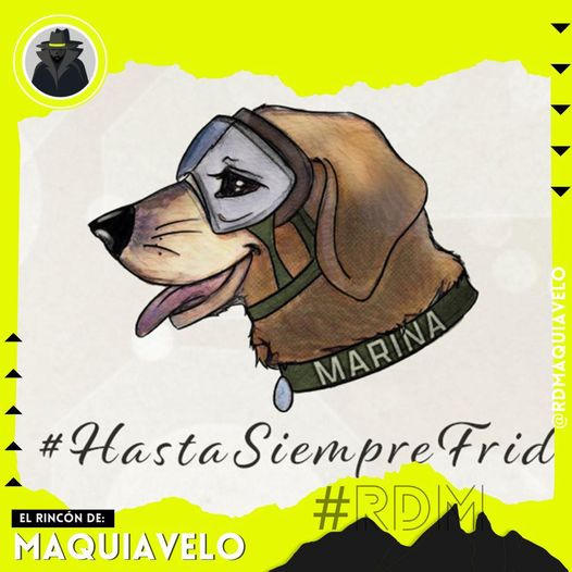 ¡HASTA PRONTO FRIDA! MUERE LA PERRITA RESCATISTA DE LA MARINA