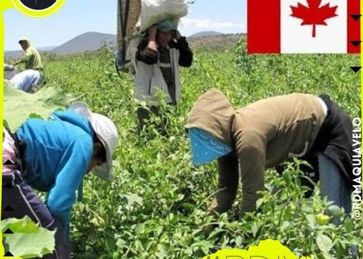 CANADÁ OFRECE OPORTUNIDADES LABORALES A EXTRANJEROS Y HASTA PROMETE HACERLOS RESIDENTES