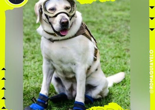 YA CUENTA CON CANCIÓN FRIDA LA PERRITA RESCATISTA