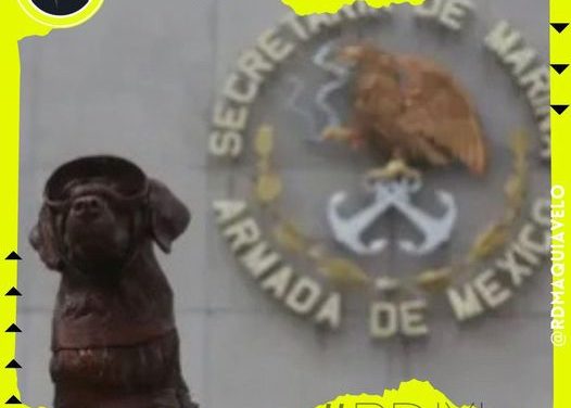 SECRETARÍA DE LA MARINA SE DESPIDE DE FRIDA, LA PERRITA RESCATISTA