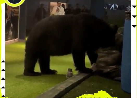 OSO APARECE EN CLUB SOCIAL Y DEPORTIVO EN BUSCA DE COMIDA, Y SIN MEMBRESÍA…