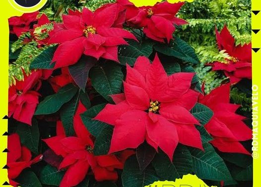 LA ASOCIACIÓN VENUMIA VENDE NOCHES BUENAS CON UNA NOBLE CAUSA