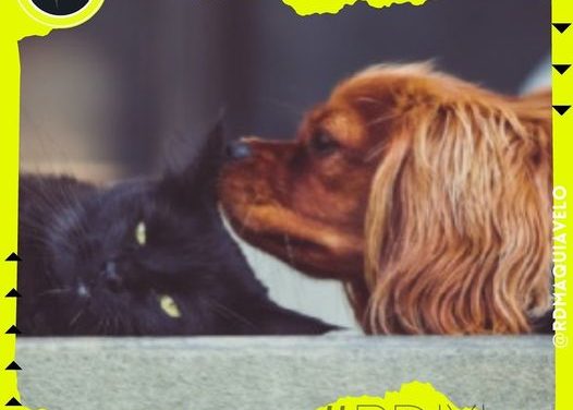 ¿YA SABES CÓMO PROTEGER A TUS MASCOTAS DE LAS BAJAS TEMPERATURAS? AQUÍ TE DEJAMOS ALGUNAS RECOMENDACIONES