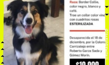 OFRECEN RECOMPENSA DE 10 MIL PESOS A QUIEN BRINDE INFORMACIÓN DE PERRITA EXTRAVIADA EN SAN PEDRO