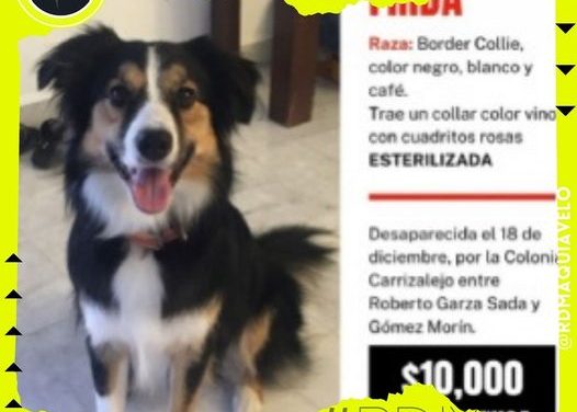 OFRECEN RECOMPENSA DE 10 MIL PESOS A QUIEN BRINDE INFORMACIÓN DE PERRITA EXTRAVIADA EN SAN PEDRO