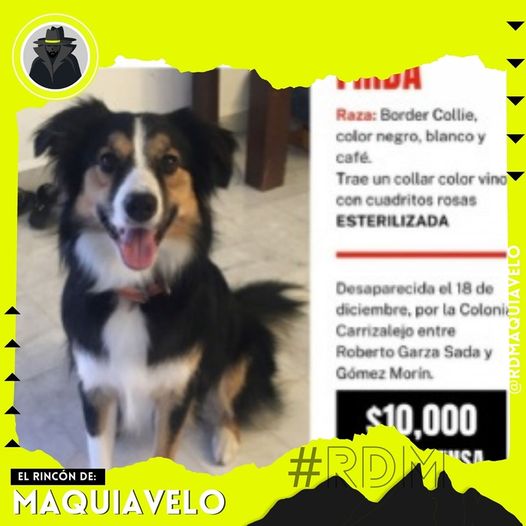 OFRECEN RECOMPENSA DE 10 MIL PESOS A QUIEN BRINDE INFORMACIÓN DE PERRITA EXTRAVIADA EN SAN PEDRO