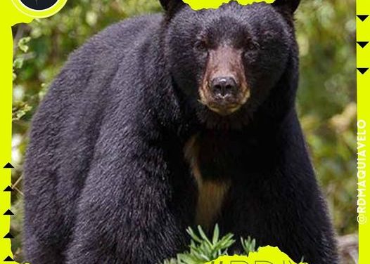 CONTINÚAN LOS AVISTAMIENTOS DE OSOS EN NUEVO LEÓN