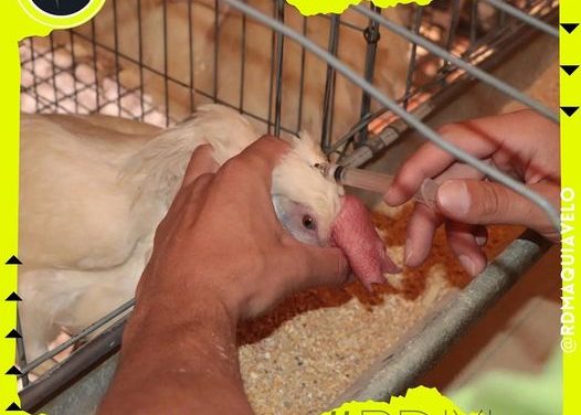 ARRANCA MÉXICO UN 2023 SIN ÍNDICES ACTIVOS DE INFLUENZA AVIAR