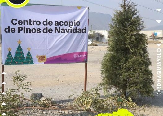GARCÍA HABILITA CENTROS DE ACOPIO PARA RECOLECTAR LOS ÁRBOLES NAVIDEÑOS