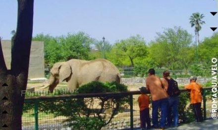 EL CONSEJO CIUDADANO DE PROTECCIÓN Y BIENESTAR ANIMAL, EXHORTA A REGRESAR ANIMALES A LA PASTORA