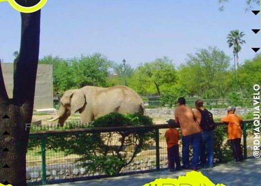 EL CONSEJO CIUDADANO DE PROTECCIÓN Y BIENESTAR ANIMAL, EXHORTA A REGRESAR ANIMALES A LA PASTORA