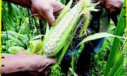 IMPLEMENTAR ARANCEL EN EL ELOTE BLANCO TRAERÁ MAYORES PROBLEMAS PARA SU EXPORTACIÓN, DE ACUERDO AL IMC