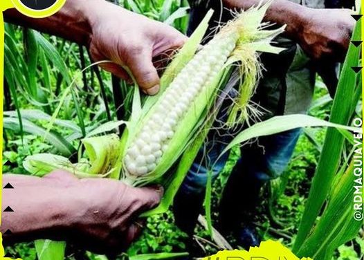 IMPLEMENTAR ARANCEL EN EL ELOTE BLANCO TRAERÁ MAYORES PROBLEMAS PARA SU EXPORTACIÓN, DE ACUERDO AL IMC