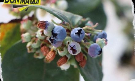 DEBIDO AL GRAN VALOR DE LOS FRUTOS ROJOS, NUEVO LEÓN PROMOVERÁ CULTIVOS EN EL SUR