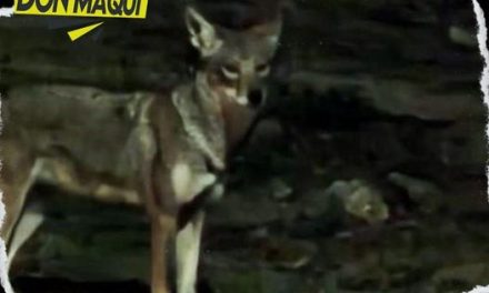 VECINOS DE GUADALUPE CAPTAN EL “RONDÍN” DE COYOTES EN CERRÓ LA SILLA