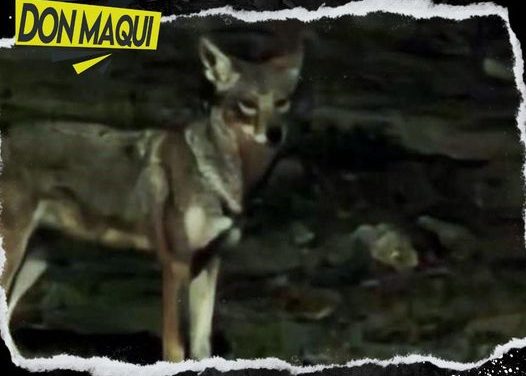 VECINOS DE GUADALUPE CAPTAN EL “RONDÍN” DE COYOTES EN CERRÓ LA SILLA