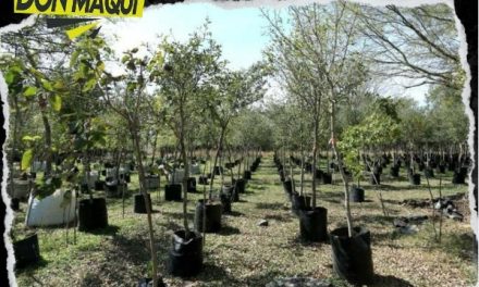 GOBIERNO DE NUEVO LEÓN INICIA PROYECTO PARA ARBORIZAR TODO EL ESTADO