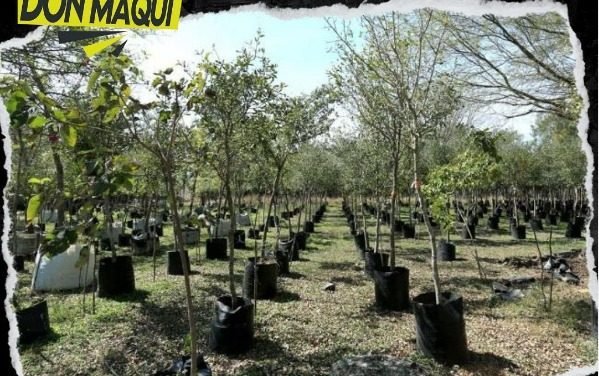 GOBIERNO DE NUEVO LEÓN INICIA PROYECTO PARA ARBORIZAR TODO EL ESTADO