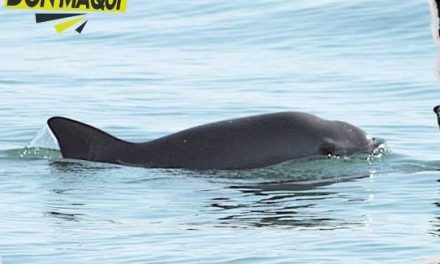 SANCIONAN A MÉXICO POR SU FALTA DE INTERÉS PARA MANTENER EL CUIDADO DE LA “VAQUITA MARINA”.