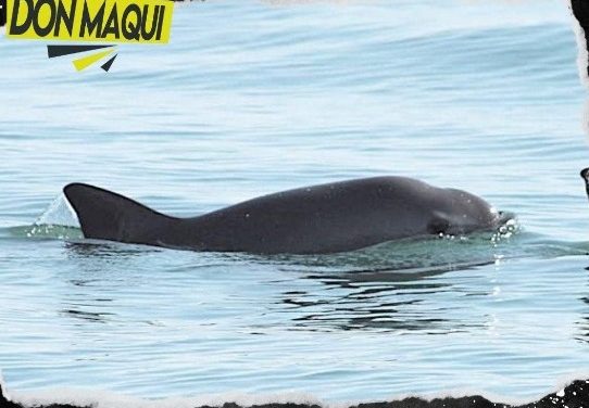 SANCIONAN A MÉXICO POR SU FALTA DE INTERÉS PARA MANTENER EL CUIDADO DE LA “VAQUITA MARINA”.