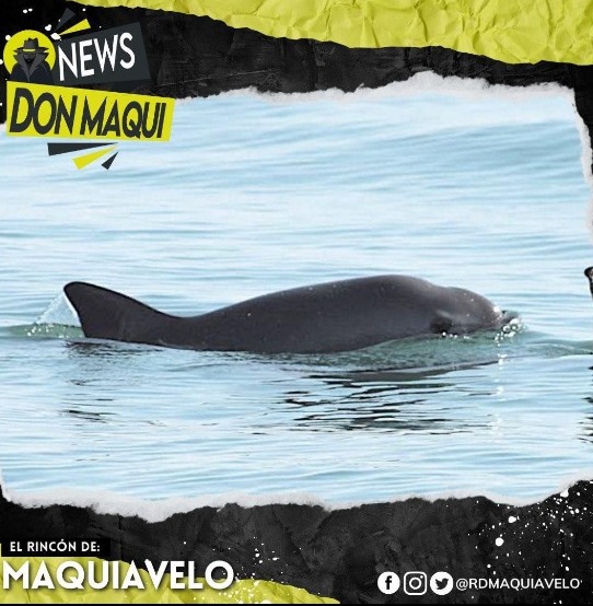 SANCIONAN A MÉXICO POR SU FALTA DE INTERÉS PARA MANTENER EL CUIDADO DE LA “VAQUITA MARINA”.