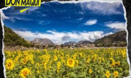 LAGUNA DE SÁNCHEZ SE PINTA DE AMARILLO GRACIAS A LOS SEMBRADÍOS DE GIRASOLES