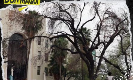 RETIRARÁN 15 ÁRBOLES SECOS EN LA EXPLANADA DE LA CULTURA