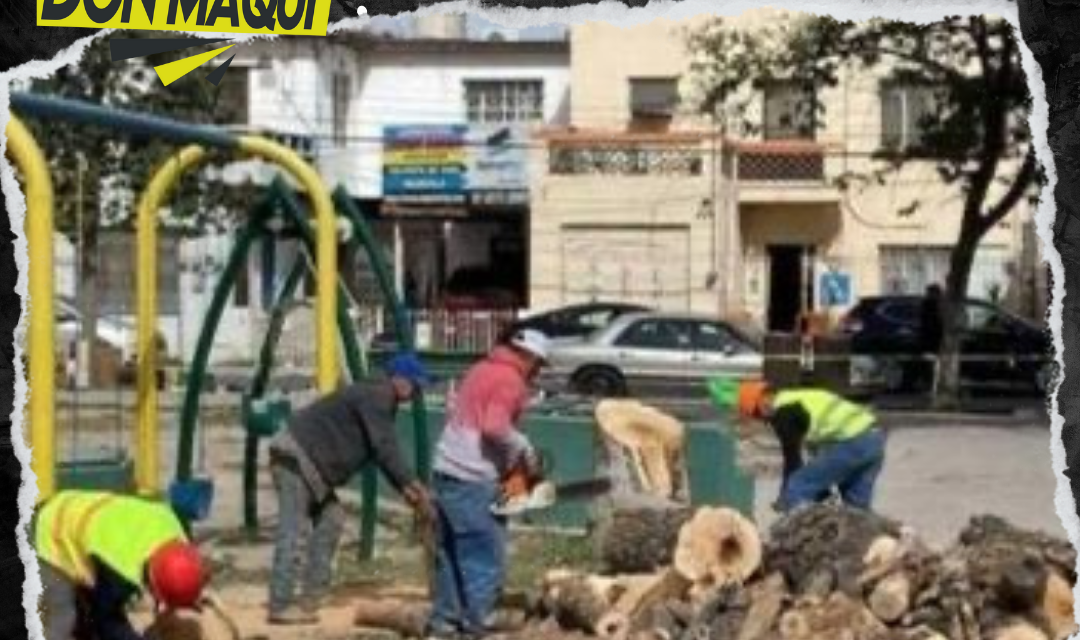 RETIRAN 30 ÁRBOLES EN PLAZA DEL CHORRO