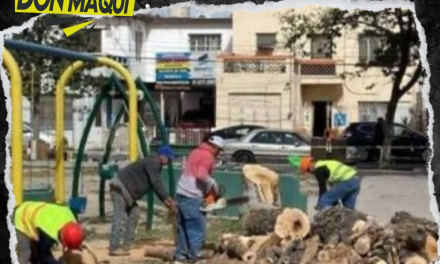 RETIRAN 30 ÁRBOLES EN PLAZA DEL CHORRO