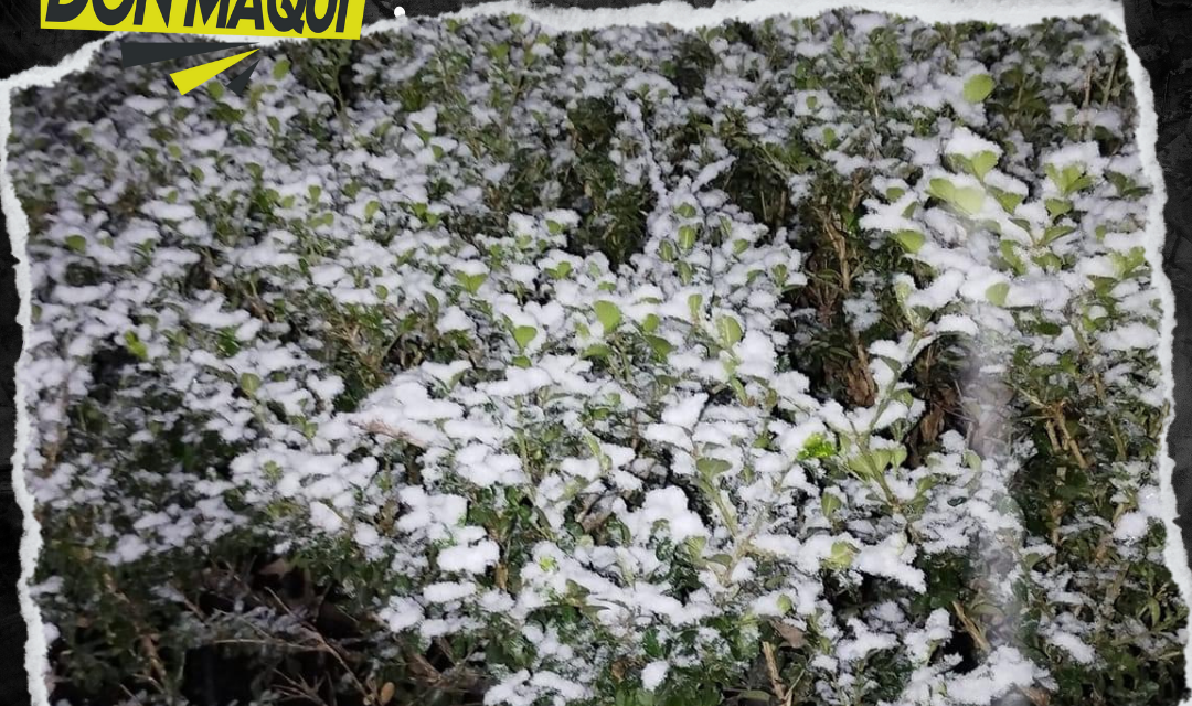 MONTEMORELOS DESPIERTA CUBIERTO DE AGUA NIEVE