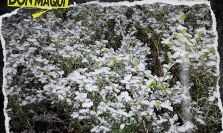 MONTEMORELOS DESPIERTA CUBIERTO DE AGUA NIEVE