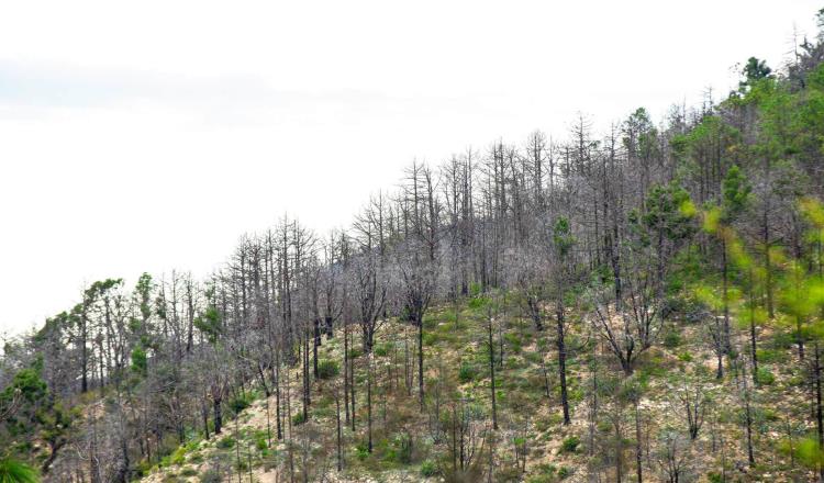 UANL FIRMA CONVENIO PARA REFORESTAR SU “BOSQUE ESCUELA”