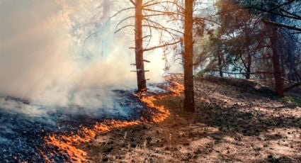 ESTADO REITERA PROHIBICIÓN DE FOGATAS EN ZONAS FORESTALES